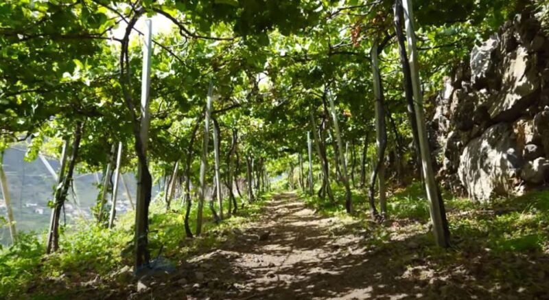 madeira-vineyard-tour-wine-tasting-included
