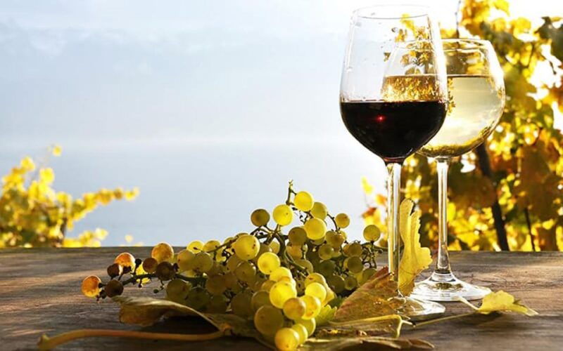 madeira-vineyard-tour-wine-tasting-included