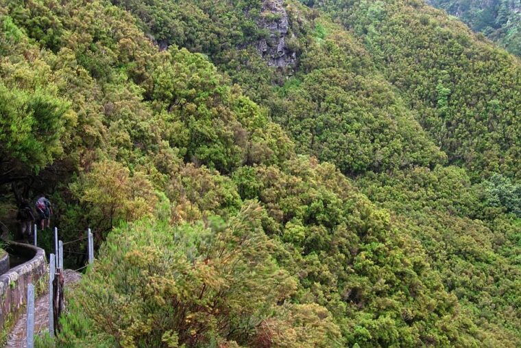 madeira-walks-rabacal-and-the-25-fountains