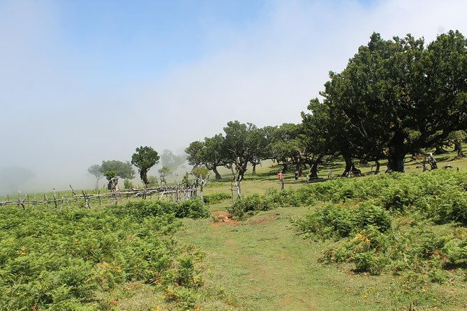madeira-west-enchanted-terraces-fanal-unesco-open-top-jeep
