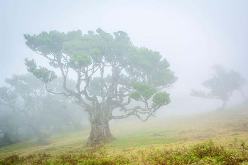 Madeira: West Island Day Trip - Who Will Love This Tour?