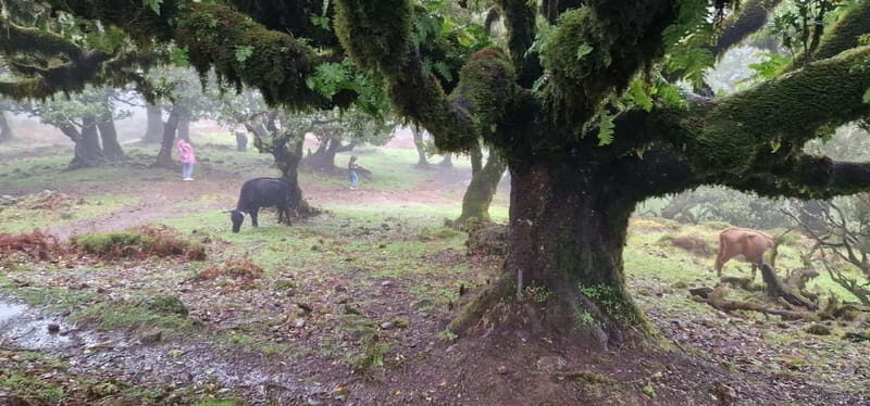 Madeira West Island Full-Day Tour with Fanal Forest - Who Would Enjoy This Tour?