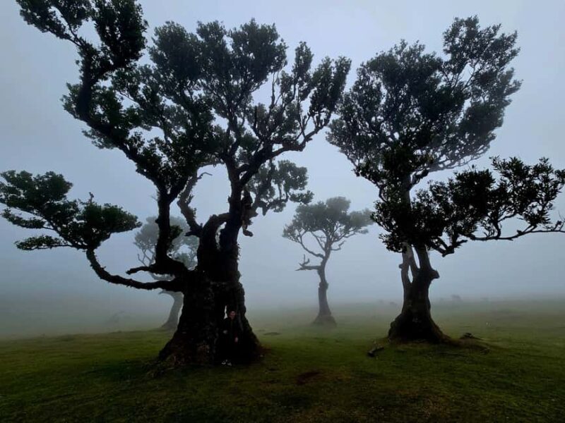 Madeira West Jeep Tour  Fanal, Seixal, Natural Pools & Small Groups - Key Points