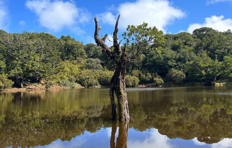 madeira-west-tour-on-4x4-fanal-forest-with-guide-pickup