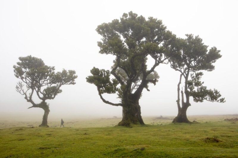 madeira-westside-achadas-cruz-moniz-seixal-and-fanal