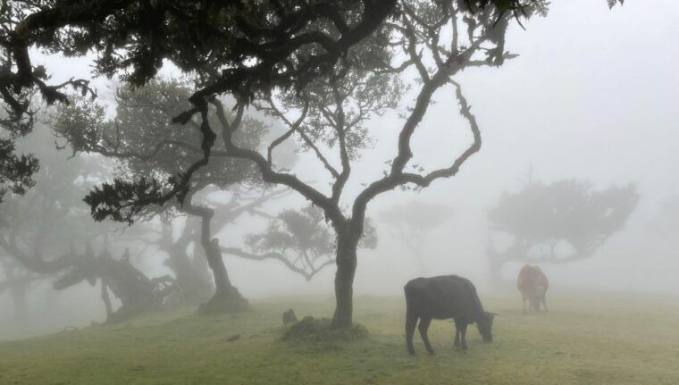 madeira-westside-achadas-cruz-moniz-seixal-and-fanal