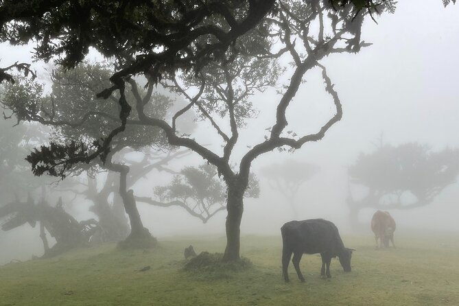 madeira-westside-achadas-da-cruz-porto-moniz-seixal-and-fanal
