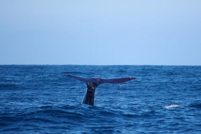 madeira-whale-and-dolphin-watching-private-cruise