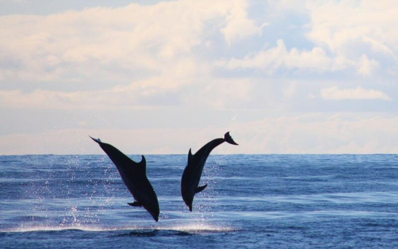 madeira-whale-and-dolphin-watching-private-cruise
