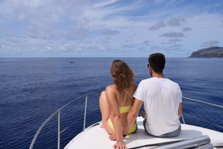 madeira-whale-and-dolphin-watching-private-cruise