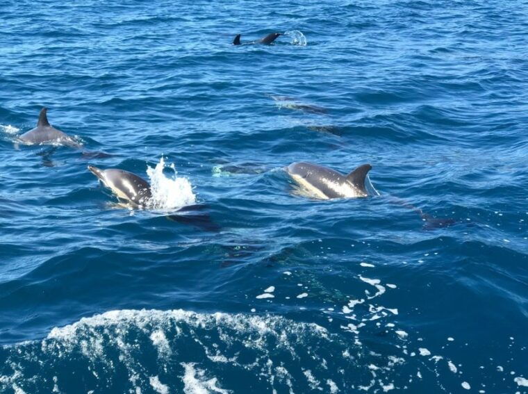 madeira-whale-and-dolphin-watching-private-cruise