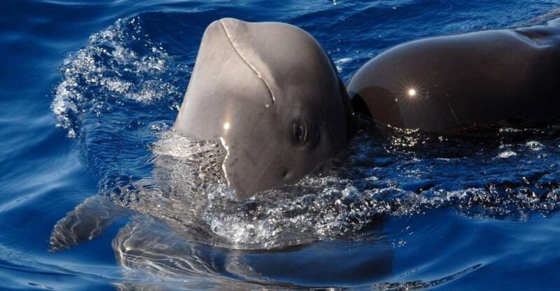 madeira-whale-and-dolphin-watching-tour
