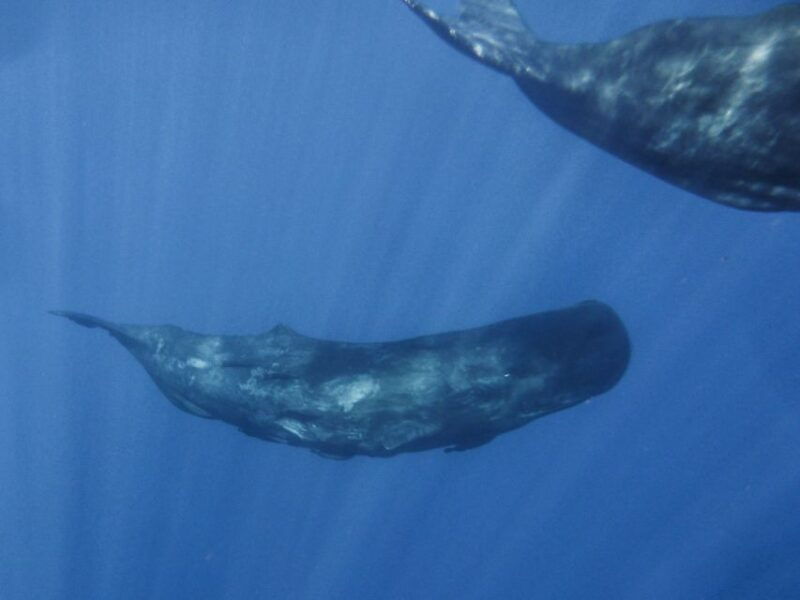madeira-whale-and-dolphin-watching-tour