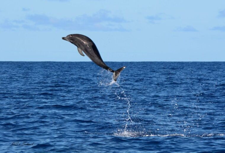 madeira-whale-and-dolphin-watching-tour