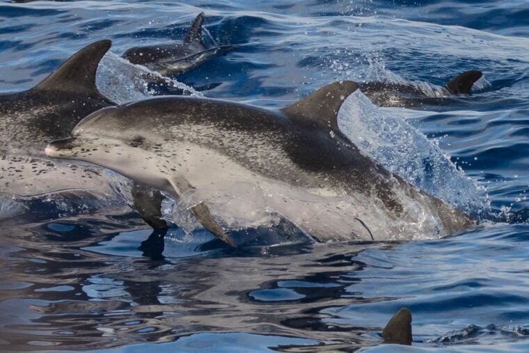 madeira-whale-and-dolphin-watching-tour