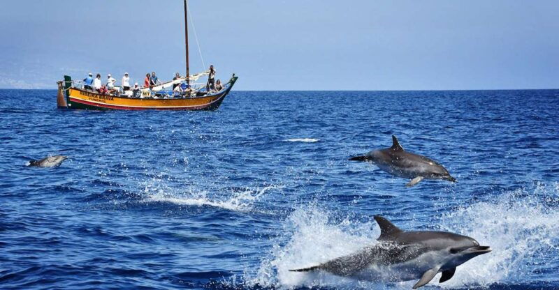 madeira-whale-watching-excursion-in-a-traditional-vessel