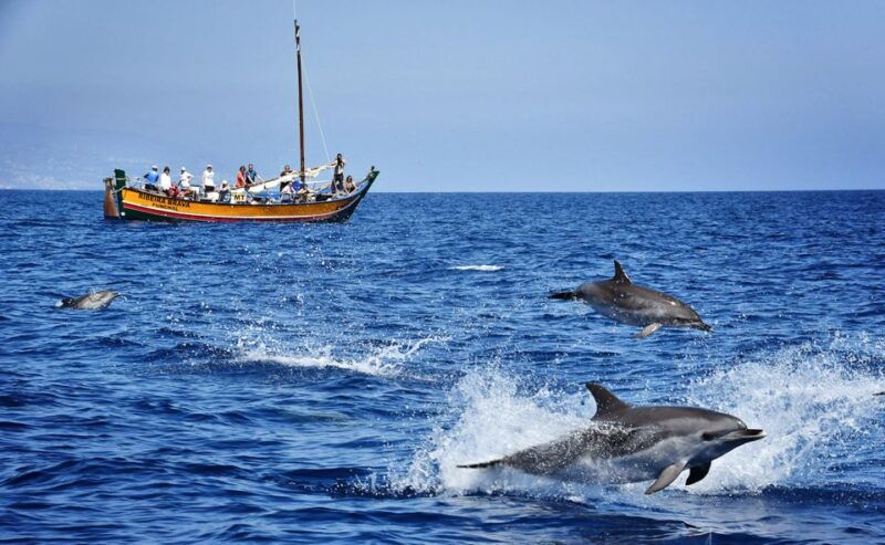 madeira-whale-watching-excursion-in-a-traditional-vessel