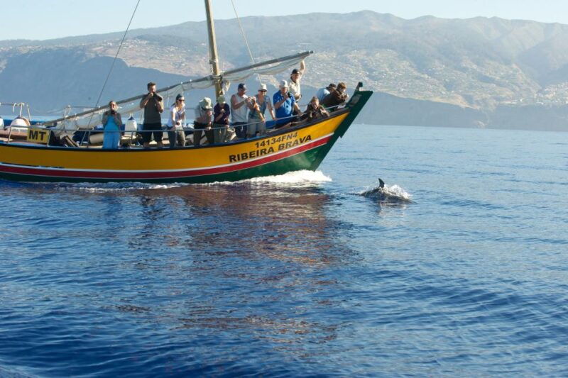 madeira-whale-watching-excursion-in-a-traditional-vessel