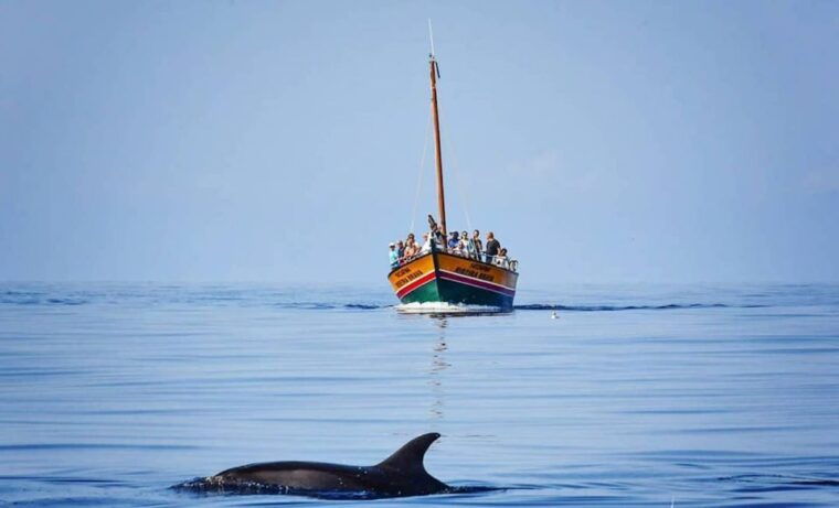 madeira-whale-watching-excursion-in-a-traditional-vessel