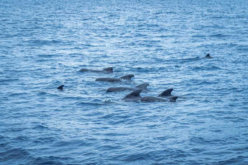 madeira-whales-and-dolphins-wooden-boat-excursion