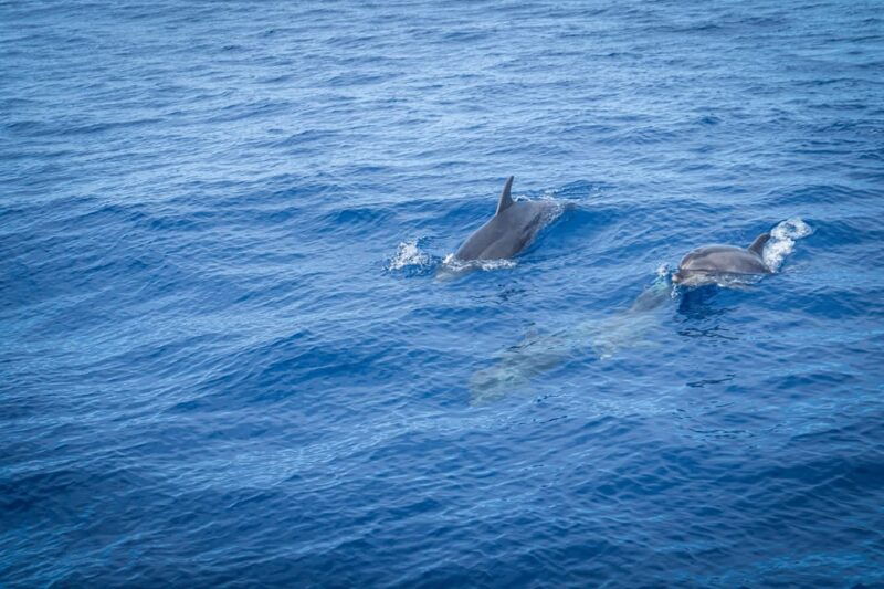 madeira-whales-and-dolphins-wooden-boat-excursion