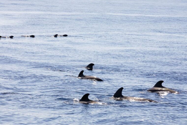 madeira-whales-and-dolphins-wooden-boat-excursion