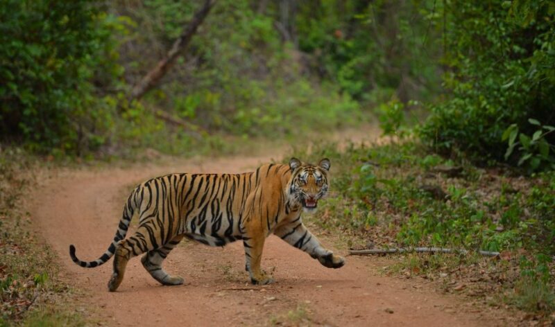 Madhya Pradesh: Satpura National Park Guided Jeep Safari - Exploring the Itinerary in Detail