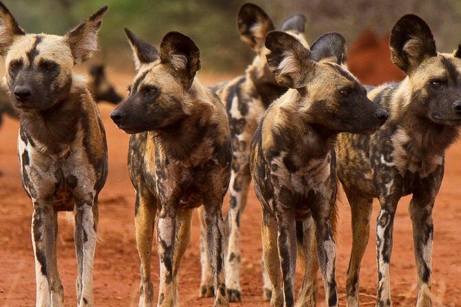 Madikwe Game Reserve Day Tour (Minimum per booking: 5 People) - Who Will Love This Tour?