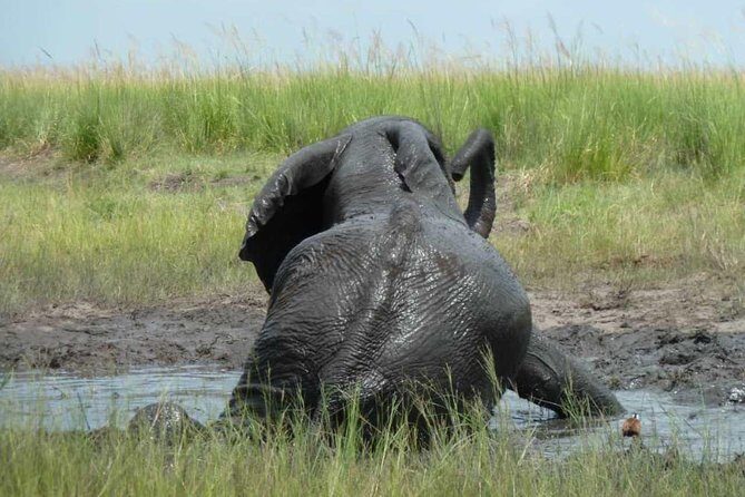 Madikwe Game Reserve Day Tour (Minimum per booking: 5 People) - Frequently Asked Questions (FAQs)