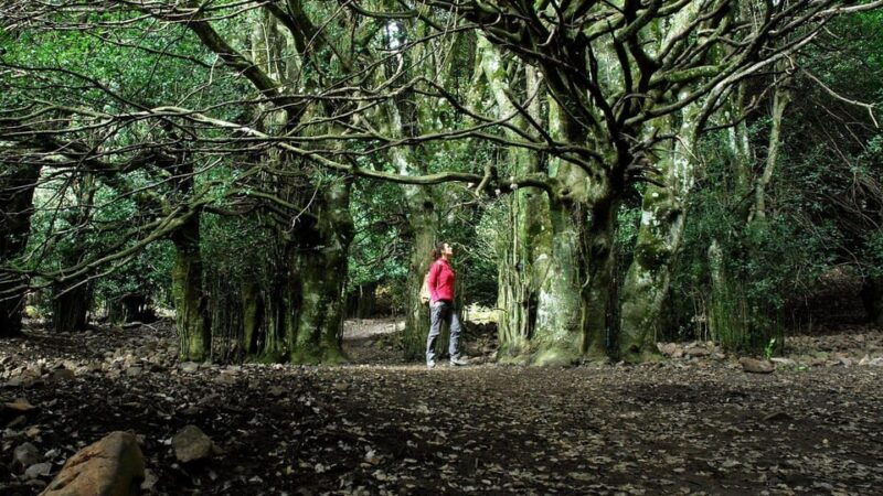 madonie-natural-park-giant-holly-trees-hike