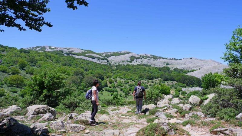 madonie-natural-park-giant-holly-trees-hike