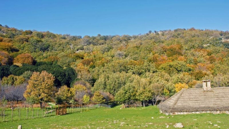 madonie-natural-park-giant-holly-trees-hike