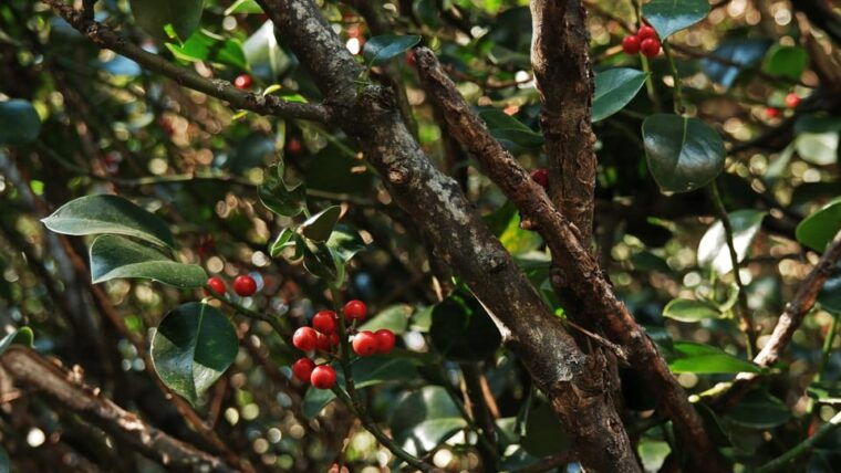 madonie-natural-park-giant-holly-trees-hike