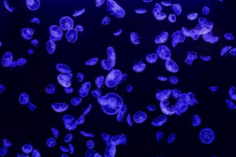 madrid-atlantis-aquarium-entry-ticket