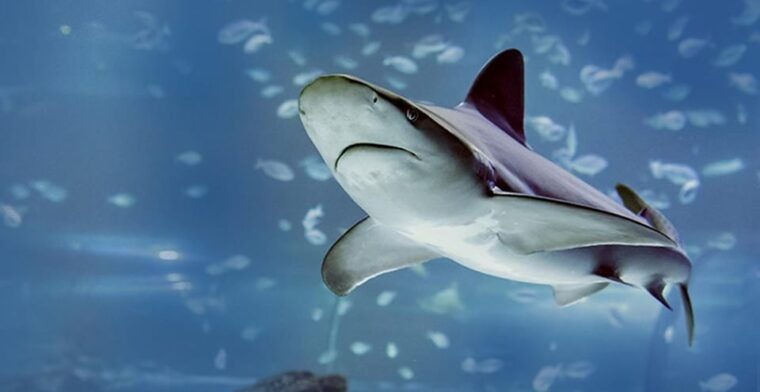 madrid-atlantis-aquarium-entry-ticket