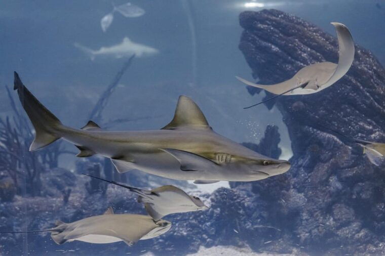 madrid-atlantis-aquarium-entry-ticket