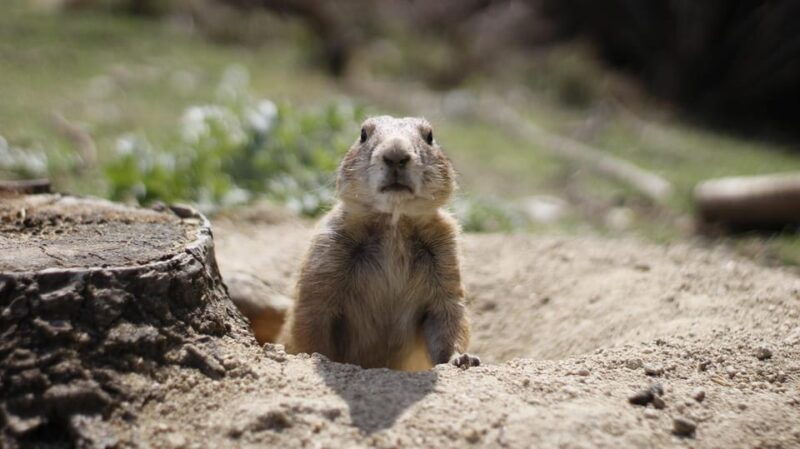 madrid-faunia-entry-ticket