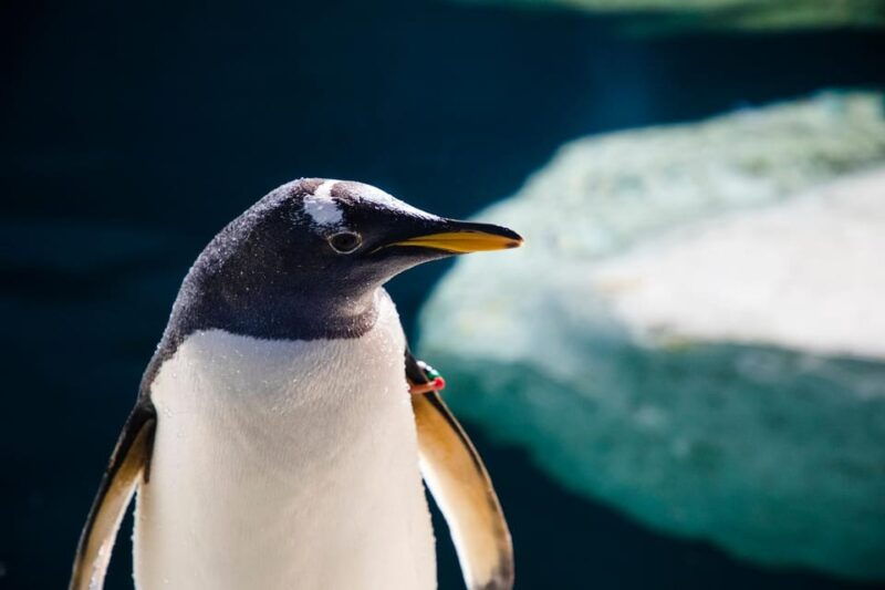 madrid-faunia-entry-ticket