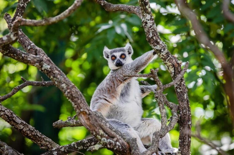 madrid-faunia-entry-ticket