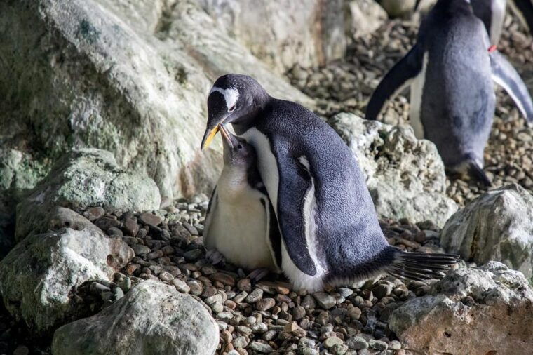 madrid-faunia-entry-ticket