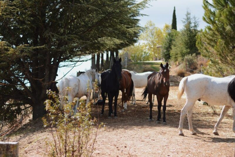 madrid-horse-riding-in-sierra-del-guadarrama-national-park