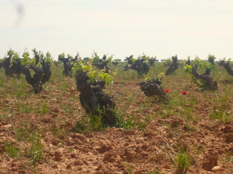 madrid-regional-madrid-wineries-guided-tour-and-tastings