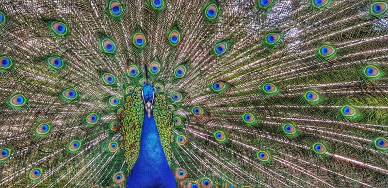 madrid-retiro-park-guided-tour-with-a-photographer