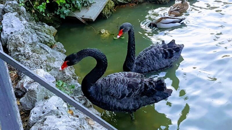 madrid-retiro-park-guided-tour-with-a-photographer