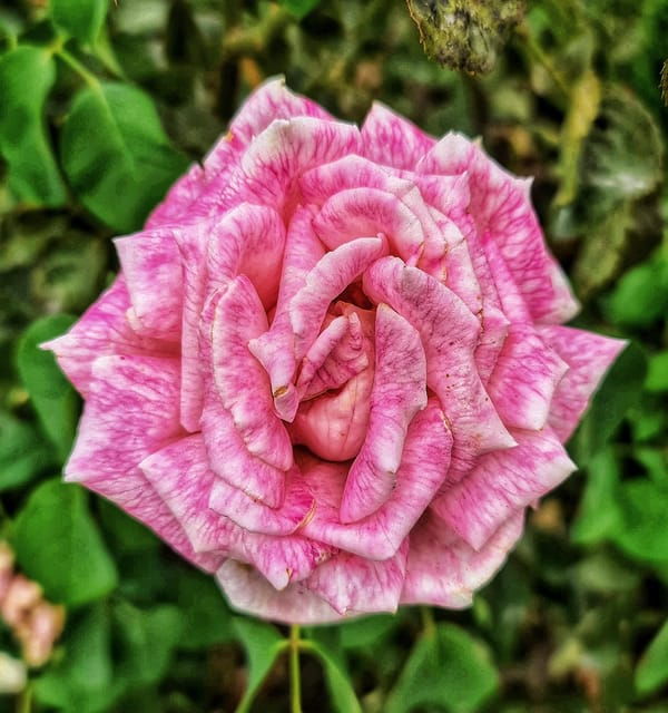 madrid-retiro-park-guided-tour-with-a-photographer