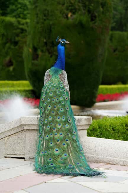 Madrid: Retiro Park Guided Walking Tour with Gourmet Tapas - Culinary Delights Near Retiro
