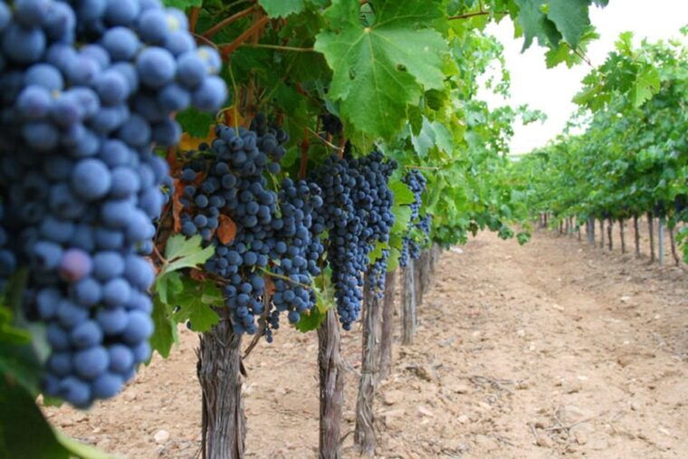 madrid-toledo-day-trip-with-winery-visit-and-wine-tasting