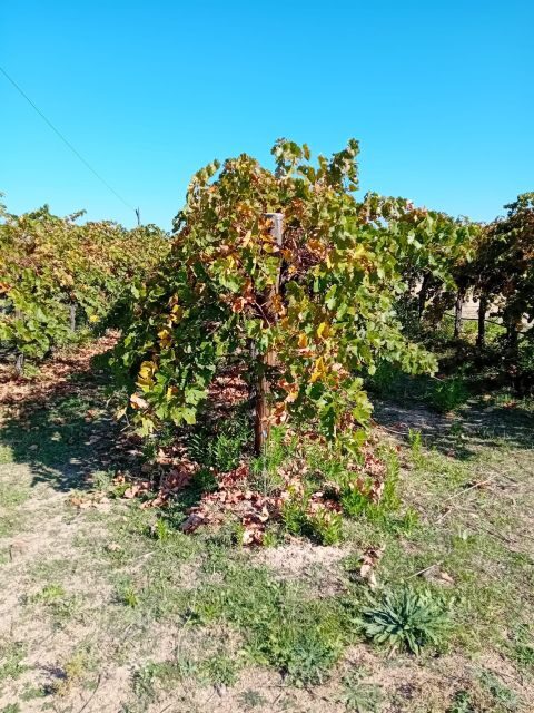 Madrid Wine Tour: Discover Unique Local Wineries & Tastings - Who Will Love This Tour?