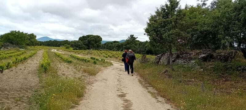 Madrid Wine Tour: Discover Unique Local Wineries & Tastings - FAQs