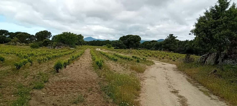 Madrid Wine Tour: Visit Two Wineries with Tastings - Who Will Love This Tour?